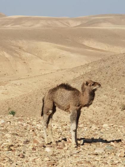 Nkhila Camp - Agafay Desert - image 6