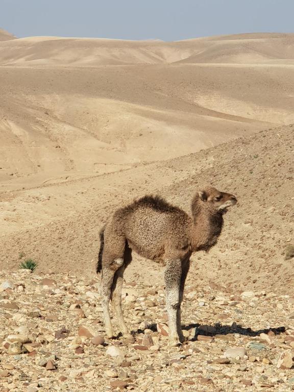 Nkhila Camp - Agafay Desert - image 6