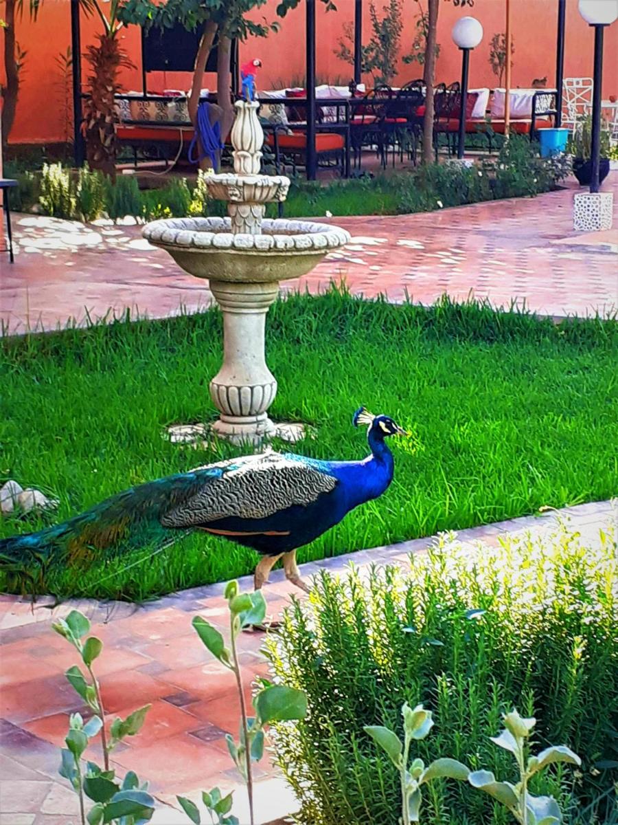 MARRAKECH PARADISE Privatisation villa 6 chambres - image 3