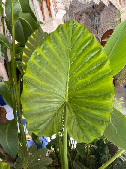 Riad Azad & Spa - image 26